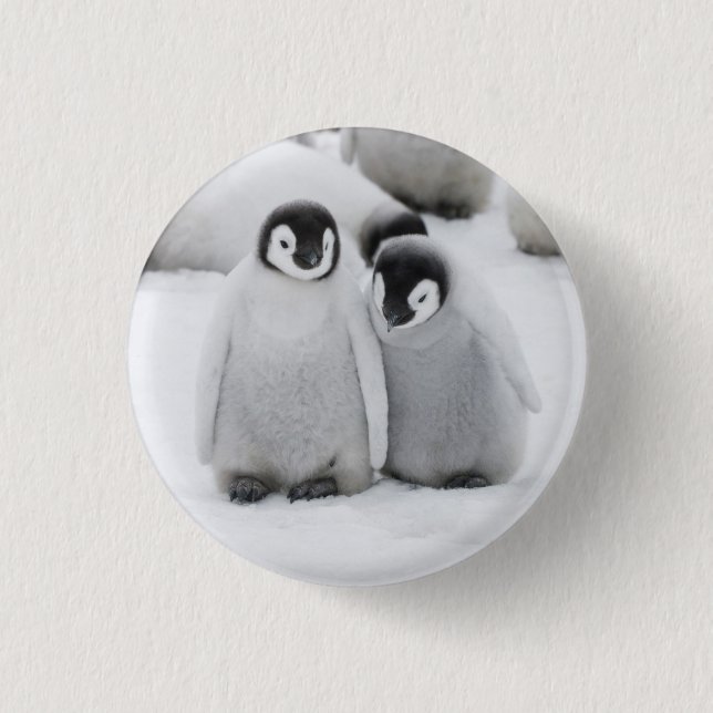 Kaiser Penguin Hühner auf Eis in der Antarktis Button (Vorderseite)