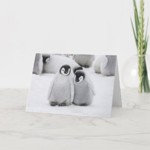 Kaiser Penguin Hühner auf Eis in der Antarktis Karte