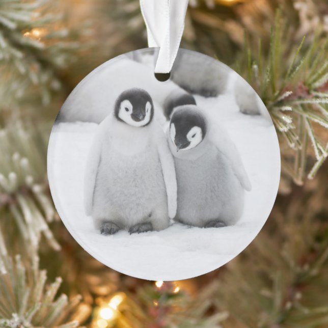 Kaiser Penguin Hühner auf Eis in der Antarktis Ornament (Baum)