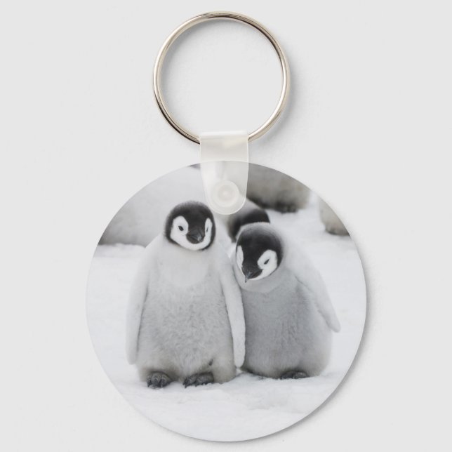 Kaiser Penguin Hühner auf Eis in der Antarktis Schlüsselanhänger (Vorderseite)