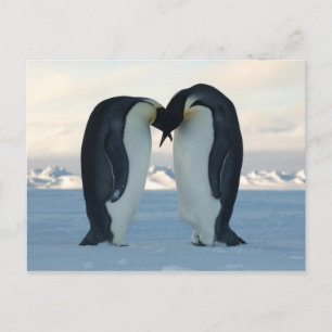 Kaiser Penguin Kiss - Postkarte