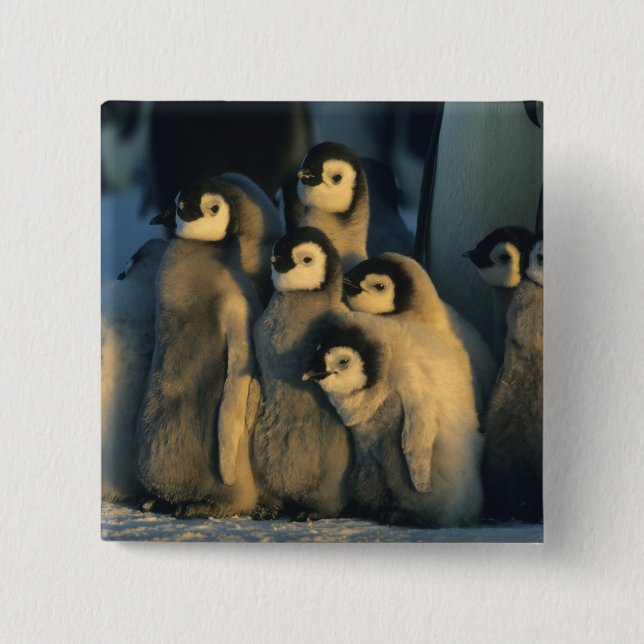 Kaiser Penguin Küken in Creche, Aptenodytes Button (Vorderseite)