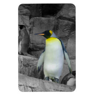 Kaiser Penguin Magnet