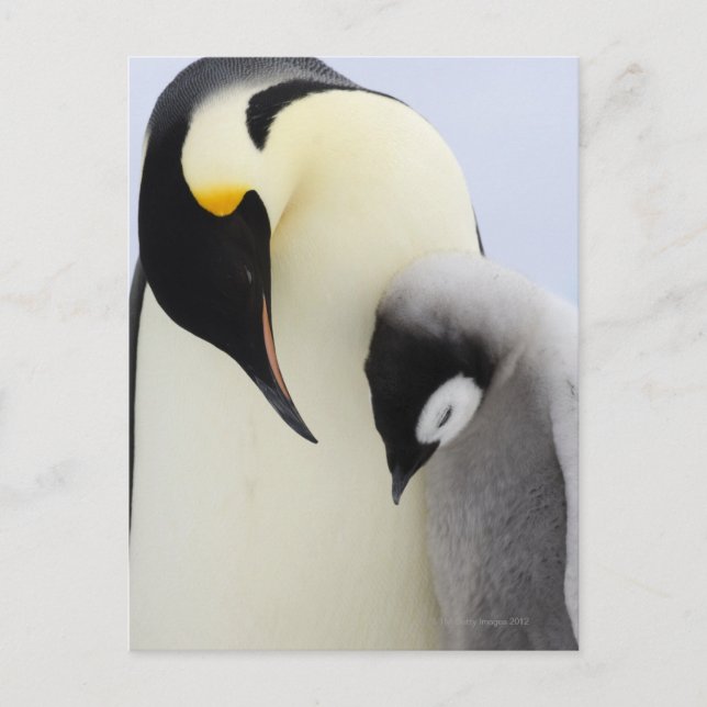 Kaiser Penguin mit Blick auf Küken Postkarte (Vorderseite)