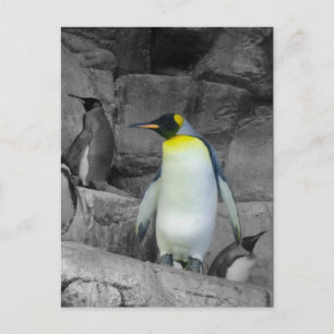 Kaiser Penguin Postkarte