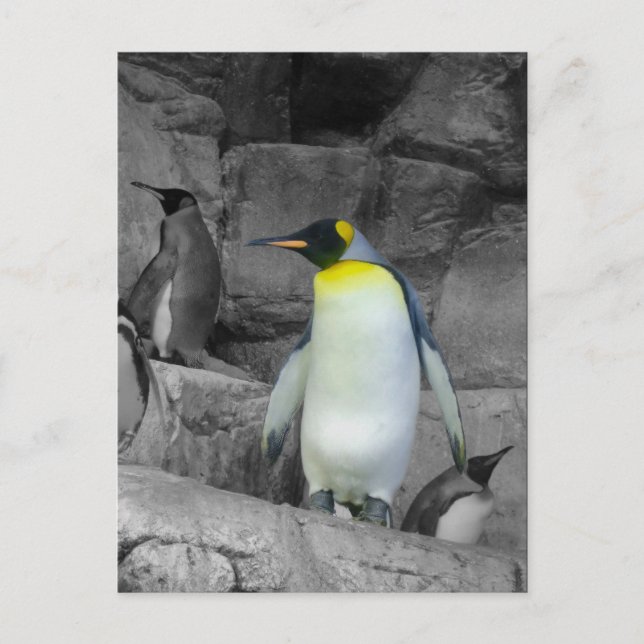 Kaiser Penguin Postkarte (Vorderseite)