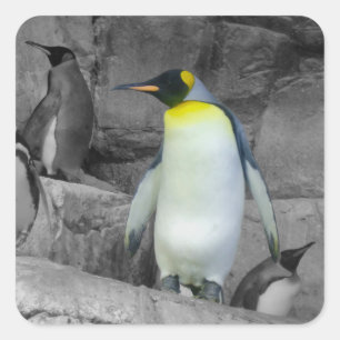 Kaiser Penguin Quadratischer Aufkleber