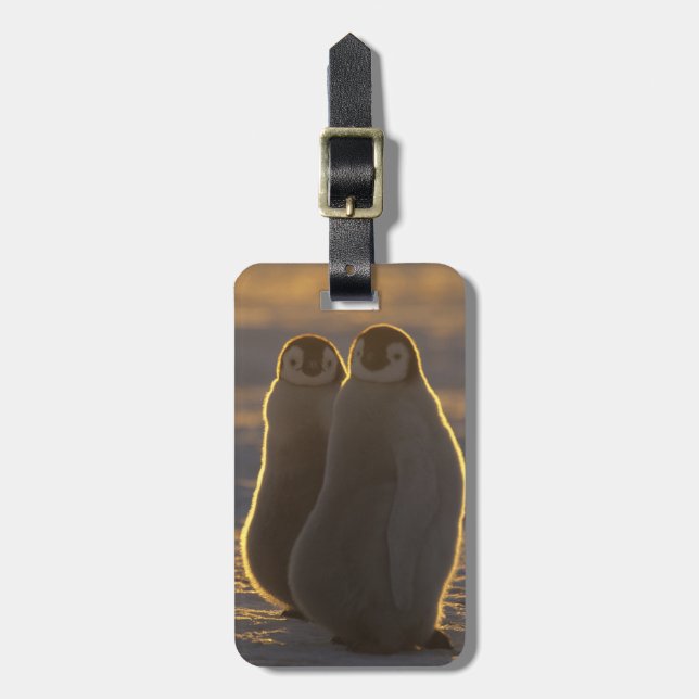 Kaiser Penguins Gepäckanhänger (Vorderseite vertikal)