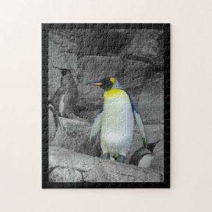 Kaiser-Pinguin