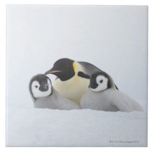 Kaiser-Pinguin (Aptenodytes forsteri) 2 Fliese