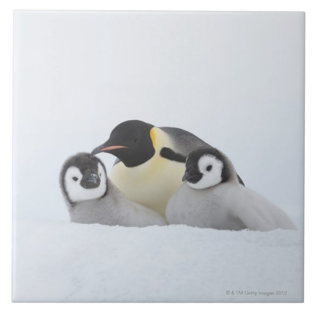 Kaiser-Pinguin (Aptenodytes forsteri) 2 Fliese (Vorderseite)