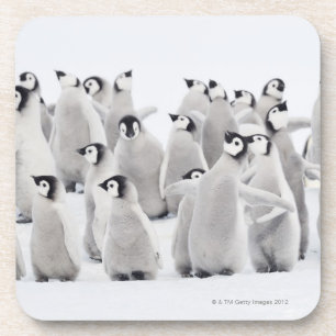 Kaiser-Pinguin (Aptenodytes forsteri), Gruppe von Getränkeuntersetzer
