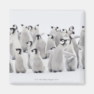 Kaiser-Pinguin (Aptenodytes forsteri), Gruppe von Magnet