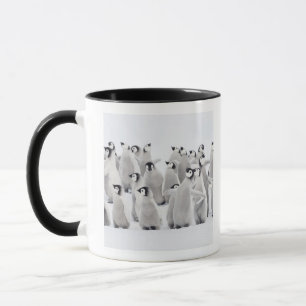 Kaiser-Pinguin (Aptenodytes forsteri), Gruppe von Tasse