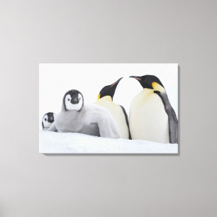Kaiser-Pinguin (Aptenodytes forsteri) Leinwanddruck