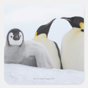 Kaiser-Pinguin (Aptenodytes forsteri) Quadratischer Aufkleber