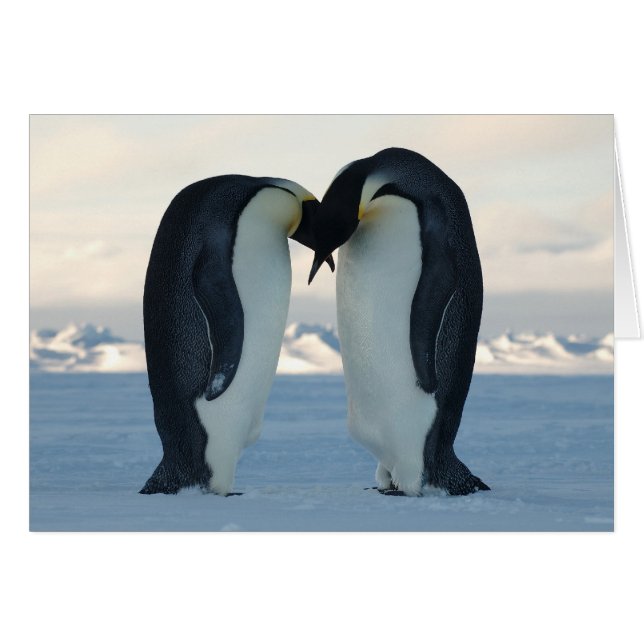 Kaiser-Pinguin-Courship (Vorderseite (Horizontal))
