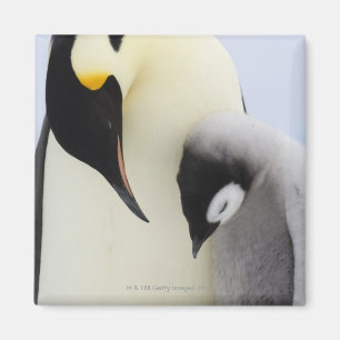 Kaiser-Pinguin, der Küken betrachtet Magnet