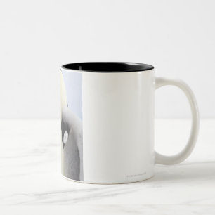 Kaiser-Pinguin, der Küken betrachtet Zweifarbige Tasse