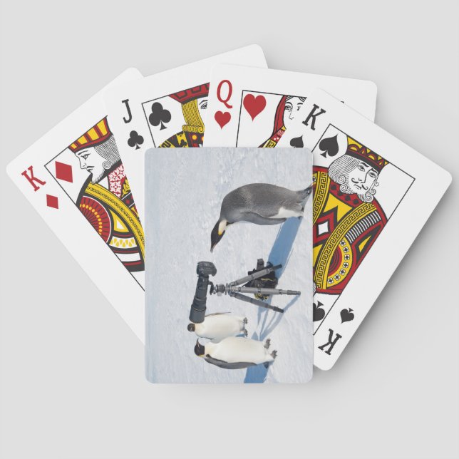 Kaiser-Pinguin-Fotograf Spielkarten (Rückseite)