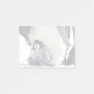 Kaiser Pinguin  Insel Snow Hill Post-it Klebezettel