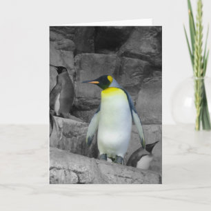 Kaiser-Pinguin Karte