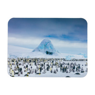 Kaiser-Pinguin-Kolonie Magnet