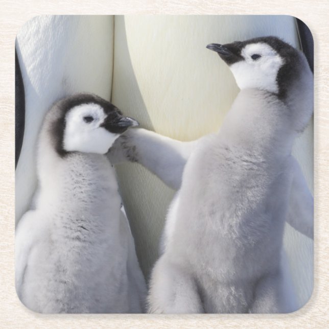 Kaiser-Pinguin-Küken Rechteckiger Pappuntersetzer (Vorderseite)