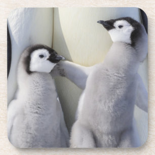 Kaiser-Pinguin-Küken Untersetzer