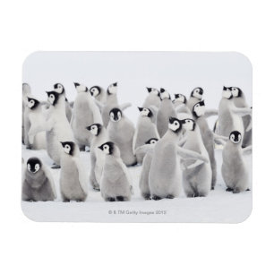 Kaiser-Pinguin Magnet