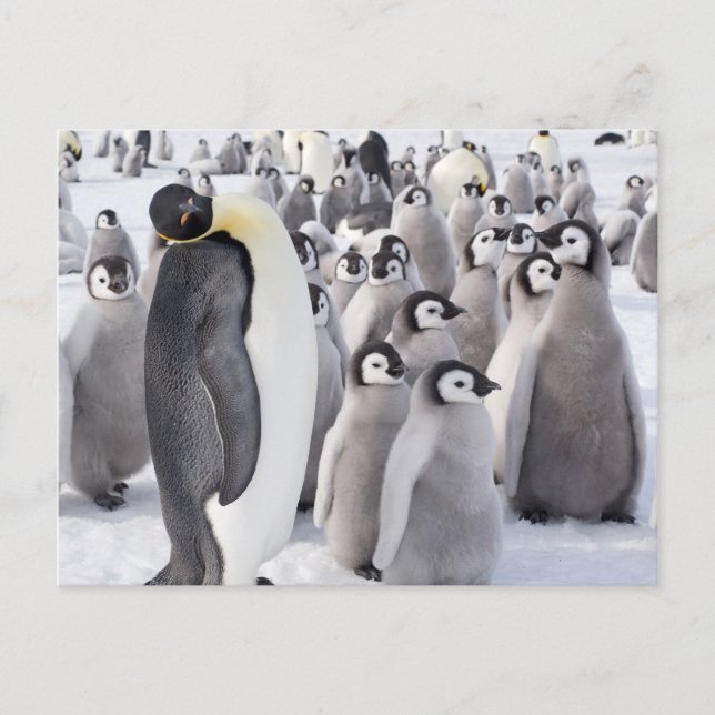 Kaiser Pinguin mit Postkarte für Chicks (Vorderseite)