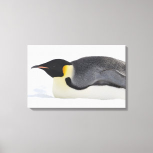 Kaiser-Pinguin, Schnee-Hügel-Insel, Weddell Meer, Leinwanddruck