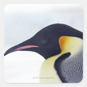 Kaiser-Pinguin, Schneehügelinsel, Weddel Meer Quadratischer Aufkleber
