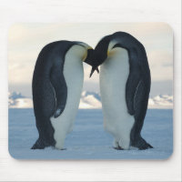 Kaiser-Pinguin-Umwerbung