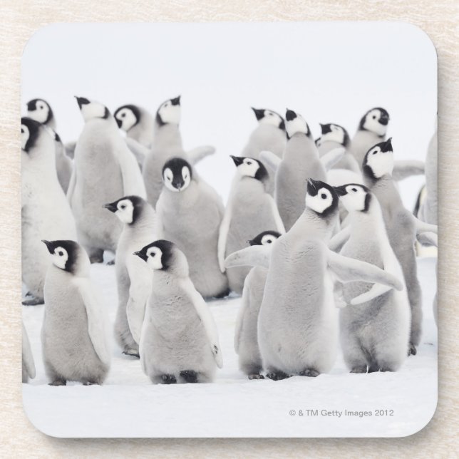 Kaiser-Pinguin Untersetzer (Vorderseite)