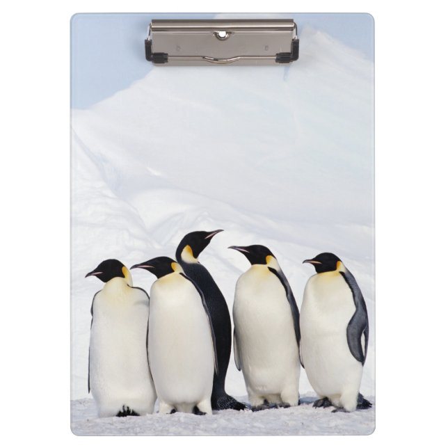 Kaiser-Pinguine Klemmbrett (Vorderseite)