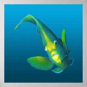 Kaiserfisch - Eleganz auf blauem Farbverlaufshinte Poster
