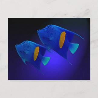 Kaiserfischparamel Postkarte