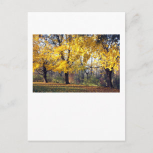 Kaisergranat Postkarte
