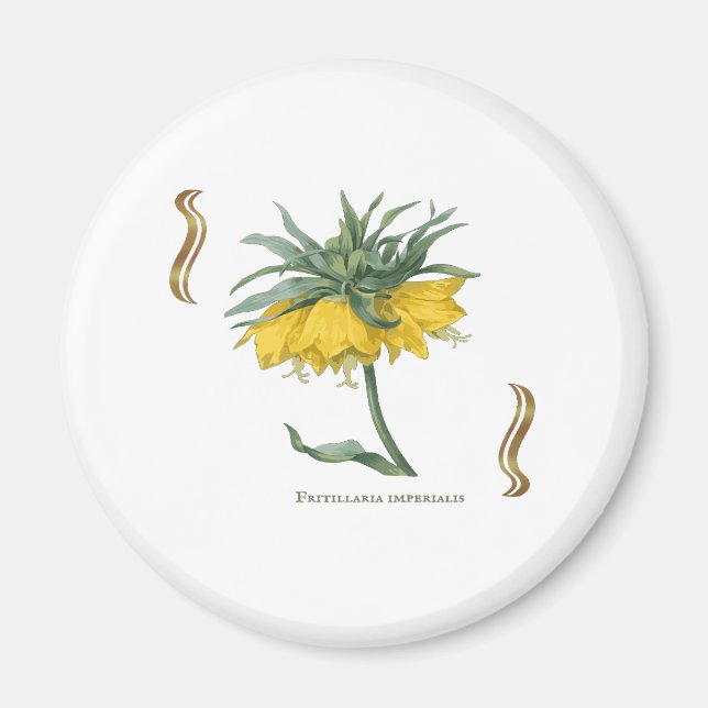 Kaiserkrone Fritillaria imperialis Magnet (Vorne)