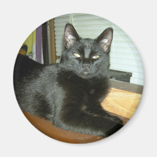 Kaiserliche Kitty Magnet