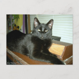 Kaiserliche Kitty Postkarte