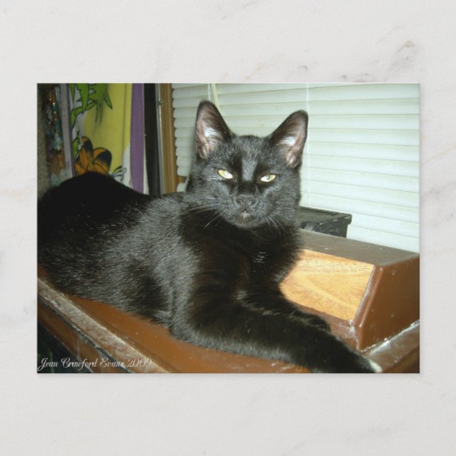 Kaiserliche Kitty Postkarte (Vorderseite)