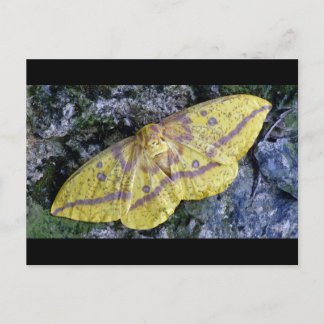 Kaiserliche Moth Postkarte. Postkarte