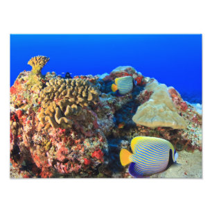 Kaiserlicher Engelfisch Pygoplites diacanthus), Fotodruck