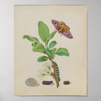 Kaisermotte & Zwetschgenbaum — Maria Sibylla Meria Poster