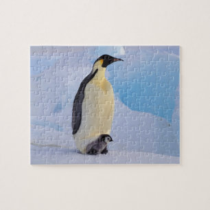 Kaiserpinguin Aptenodytes