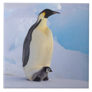 Kaiserpinguin   Aptenodytes Fliese