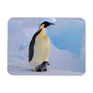Kaiserpinguin   Aptenodytes Magnet