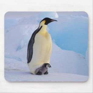 Kaiserpinguin   Aptenodytes Mousepad
